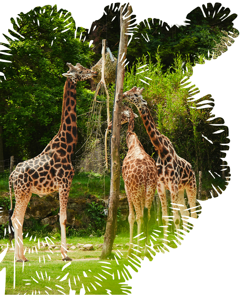 girafe plaine